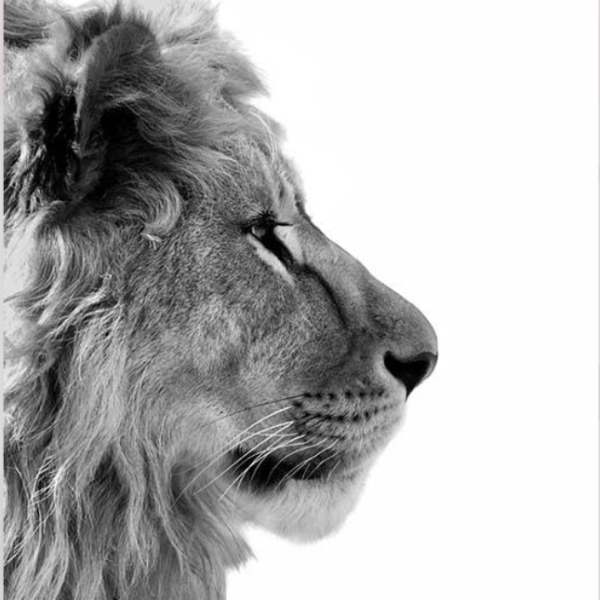 Lion From Side Poster